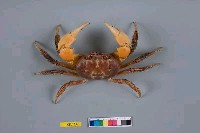 藏品(毛足圓盤蟹)的圖片